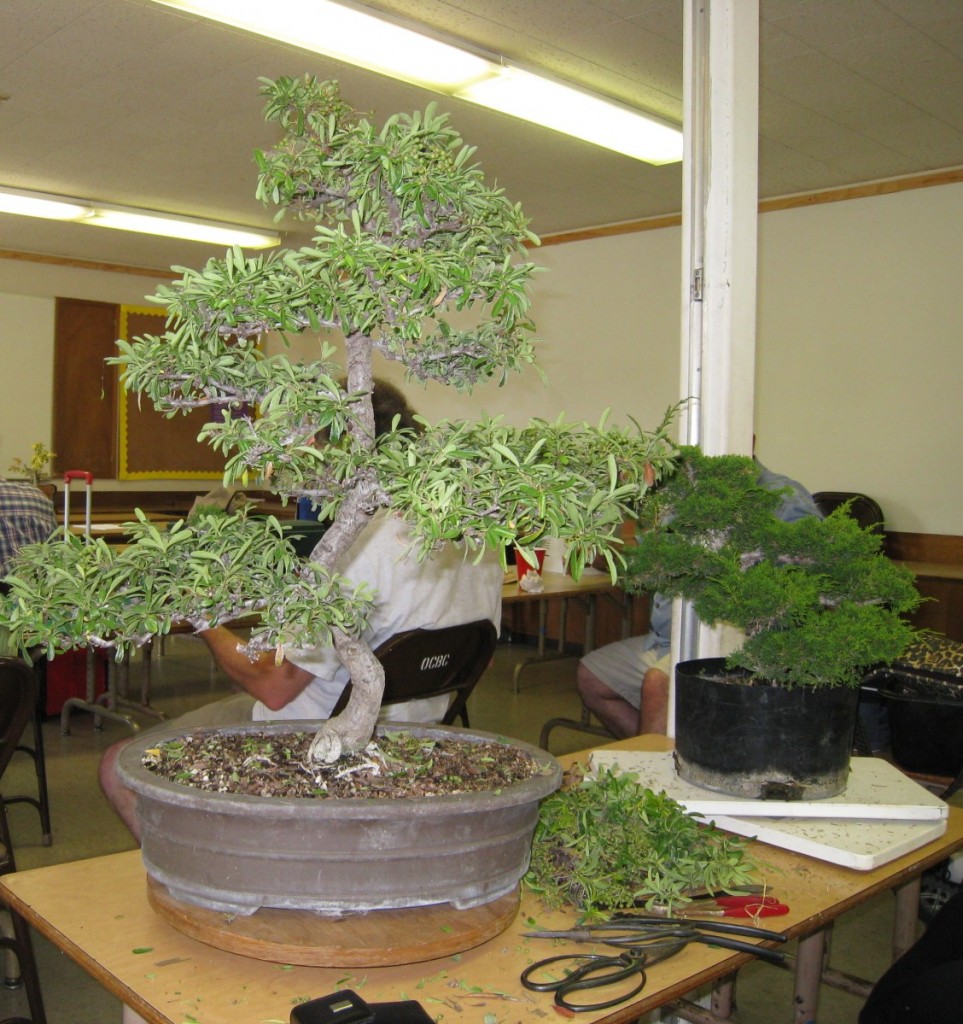 pyracantha bonsai