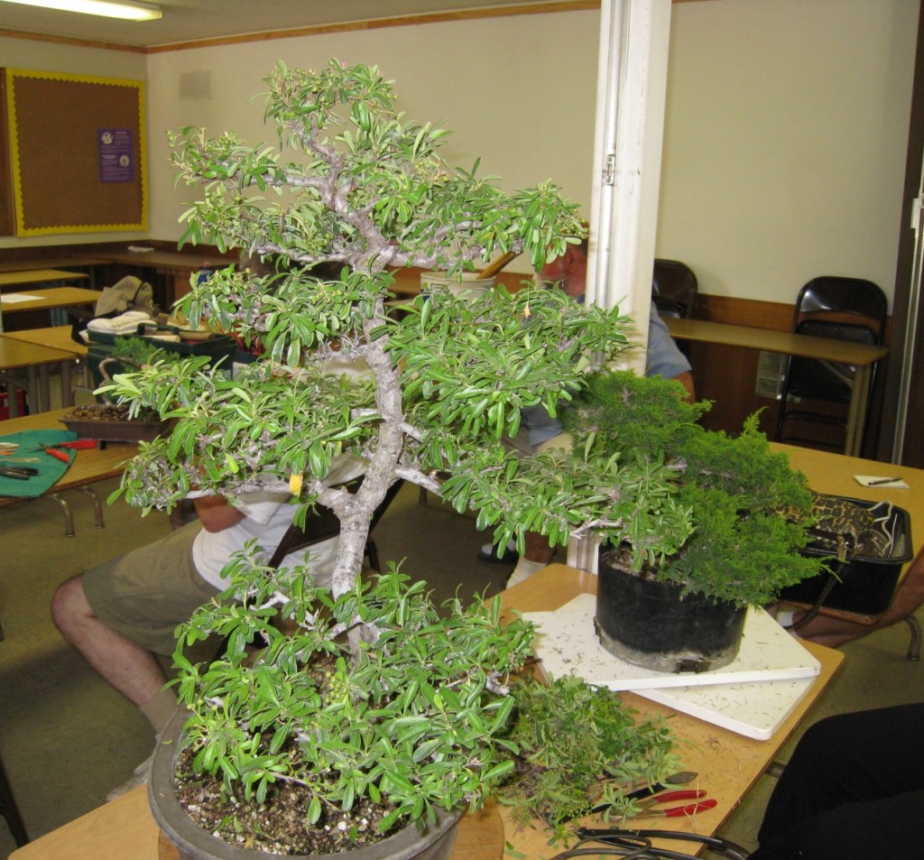 pyracantha bonsai