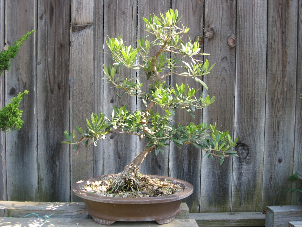 olive bonsai, olive bonsai tree