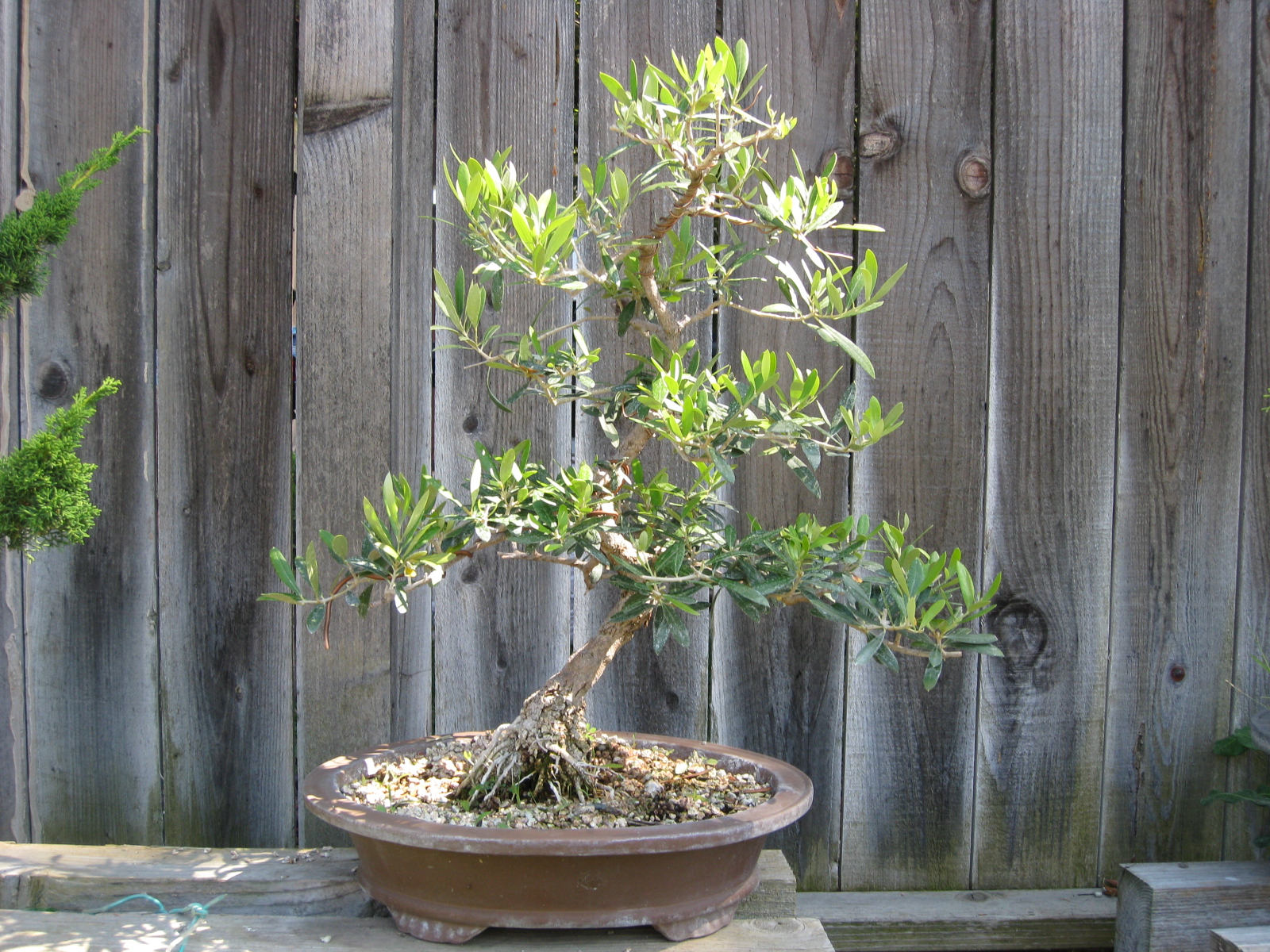 black olive tree bonsai care