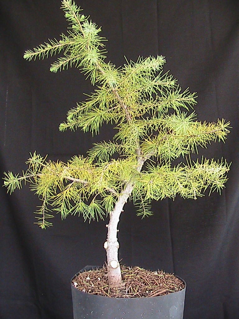 deodar cedar bonsai