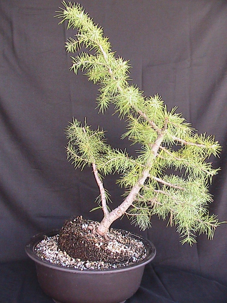 deodar cedar bonsai