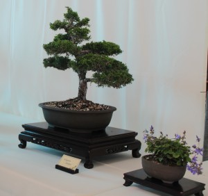 juniper bonsai