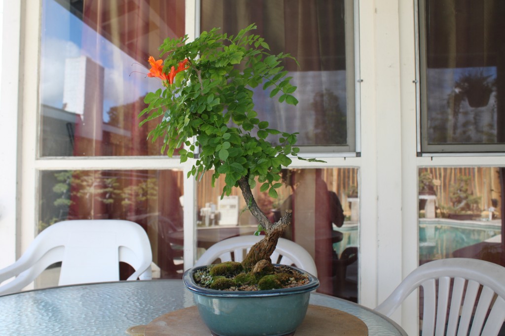 cape honeysuckle bonsai