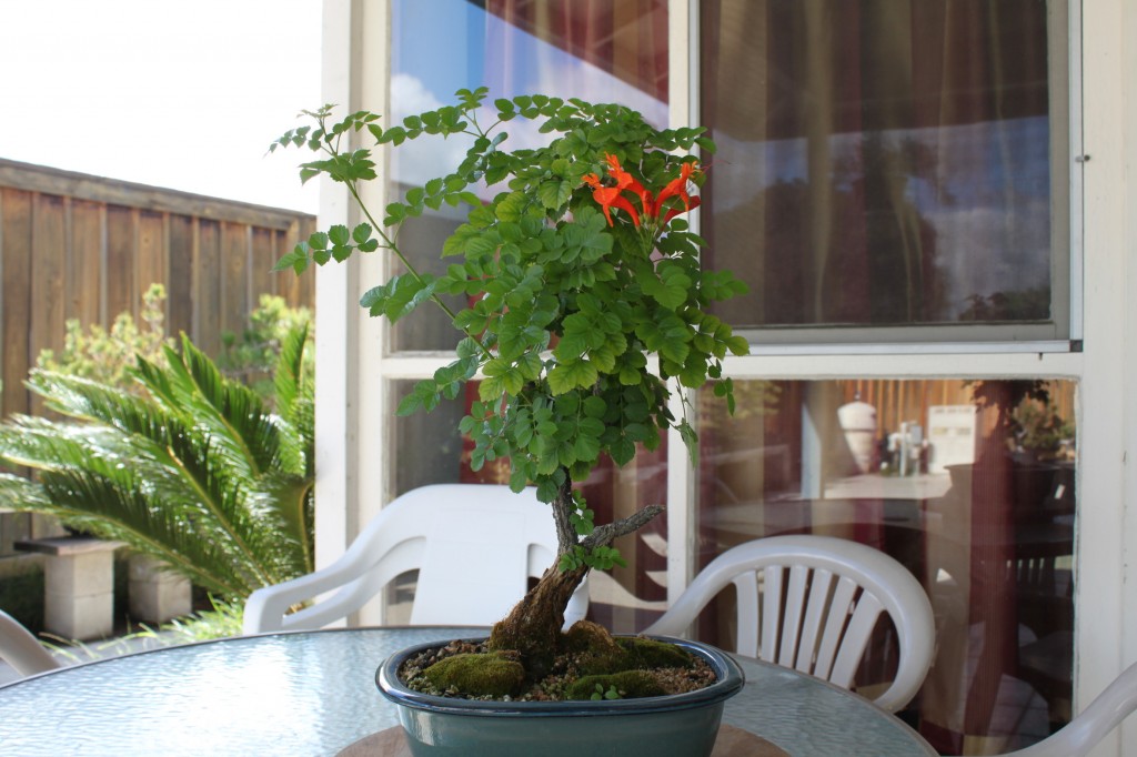 cape honeysuckle bonsai