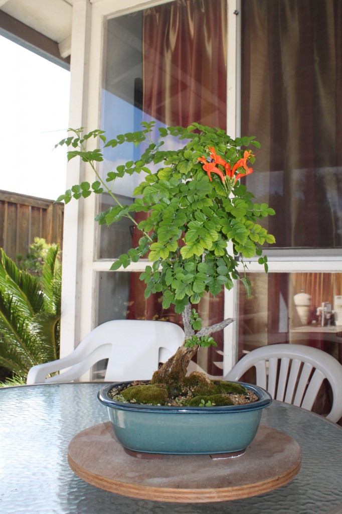 cape honeysuckle bonsai