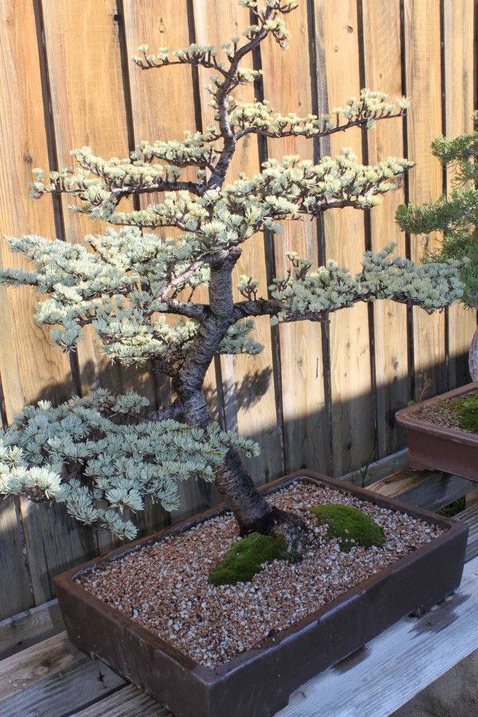 atlas cedar bonsai