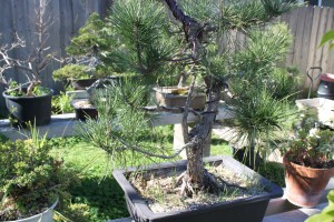 japanese black pine