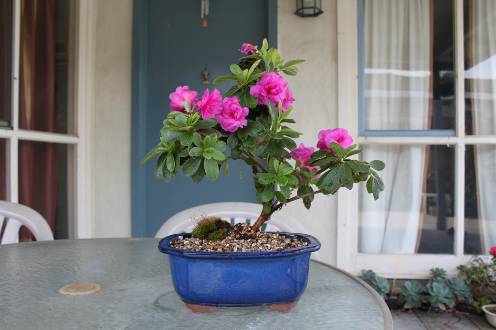 Azalea Bonsai