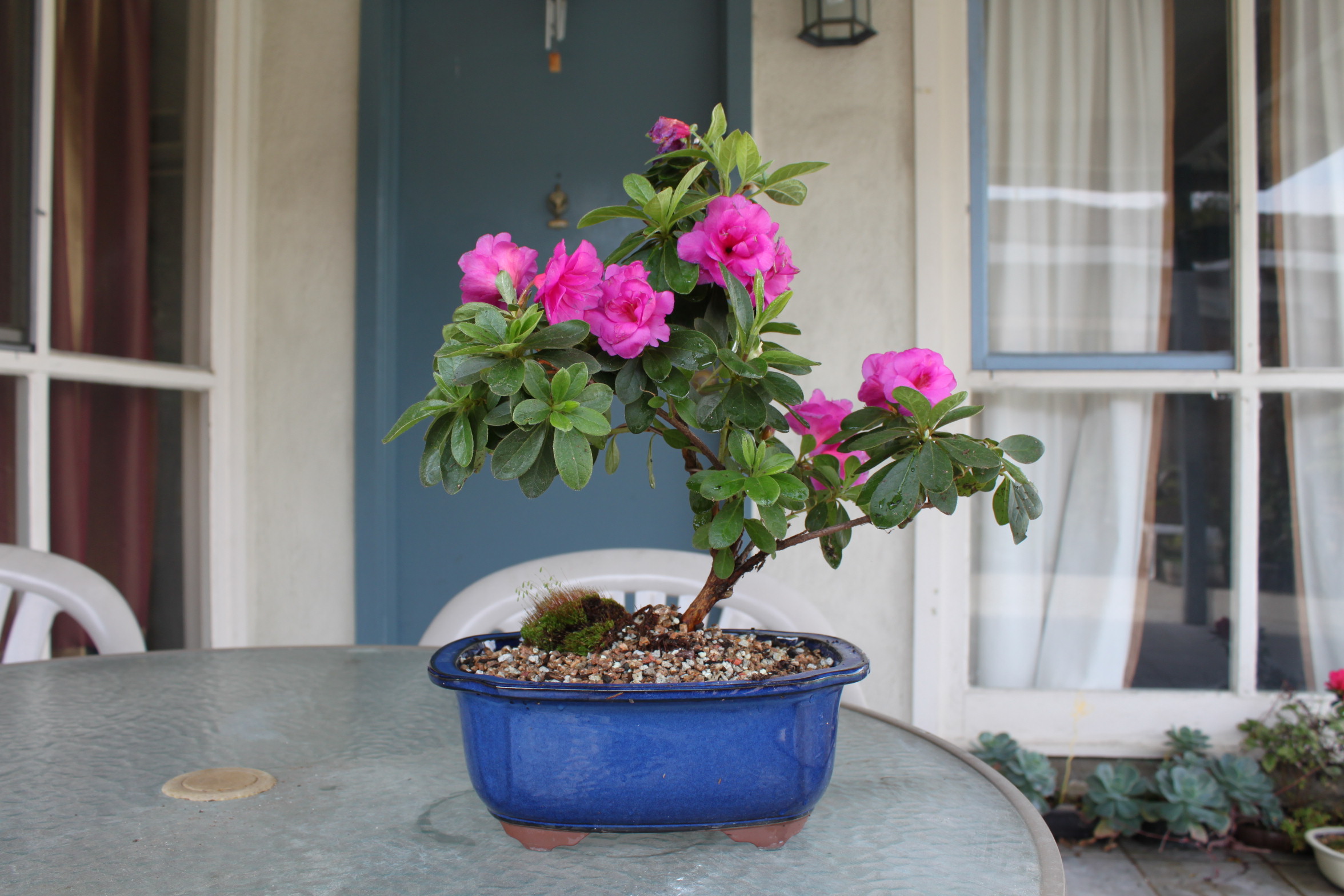 miniature azalea bonsai