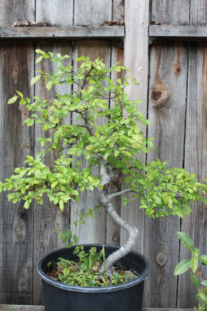 Chinese Elm Bonsai