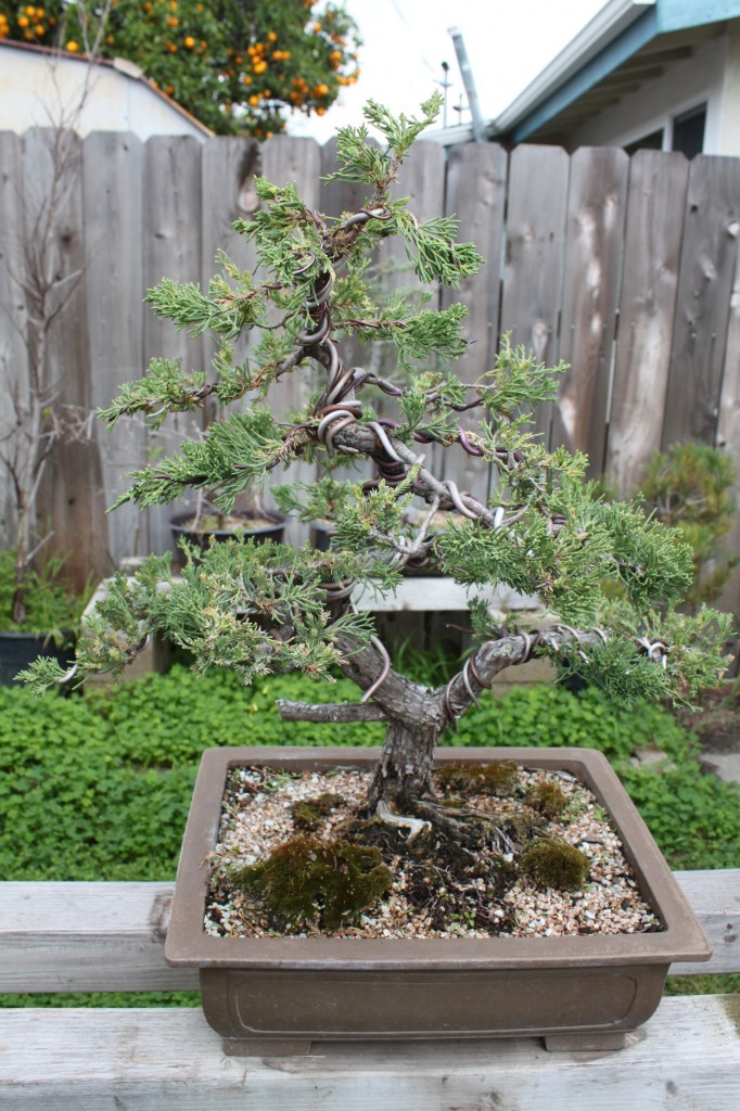 juniper bonsai