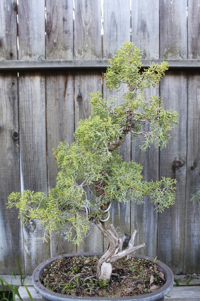 california juniper bonsai