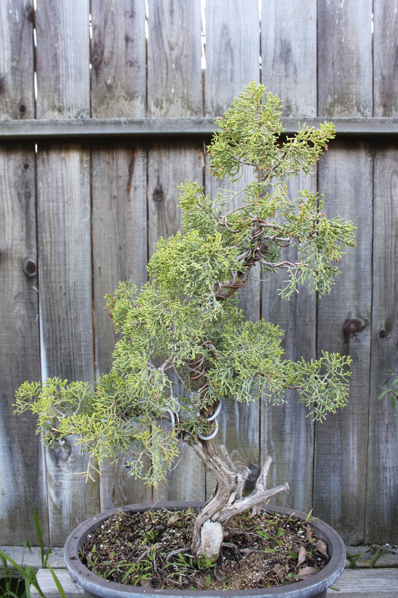 California Juniper Bonsai