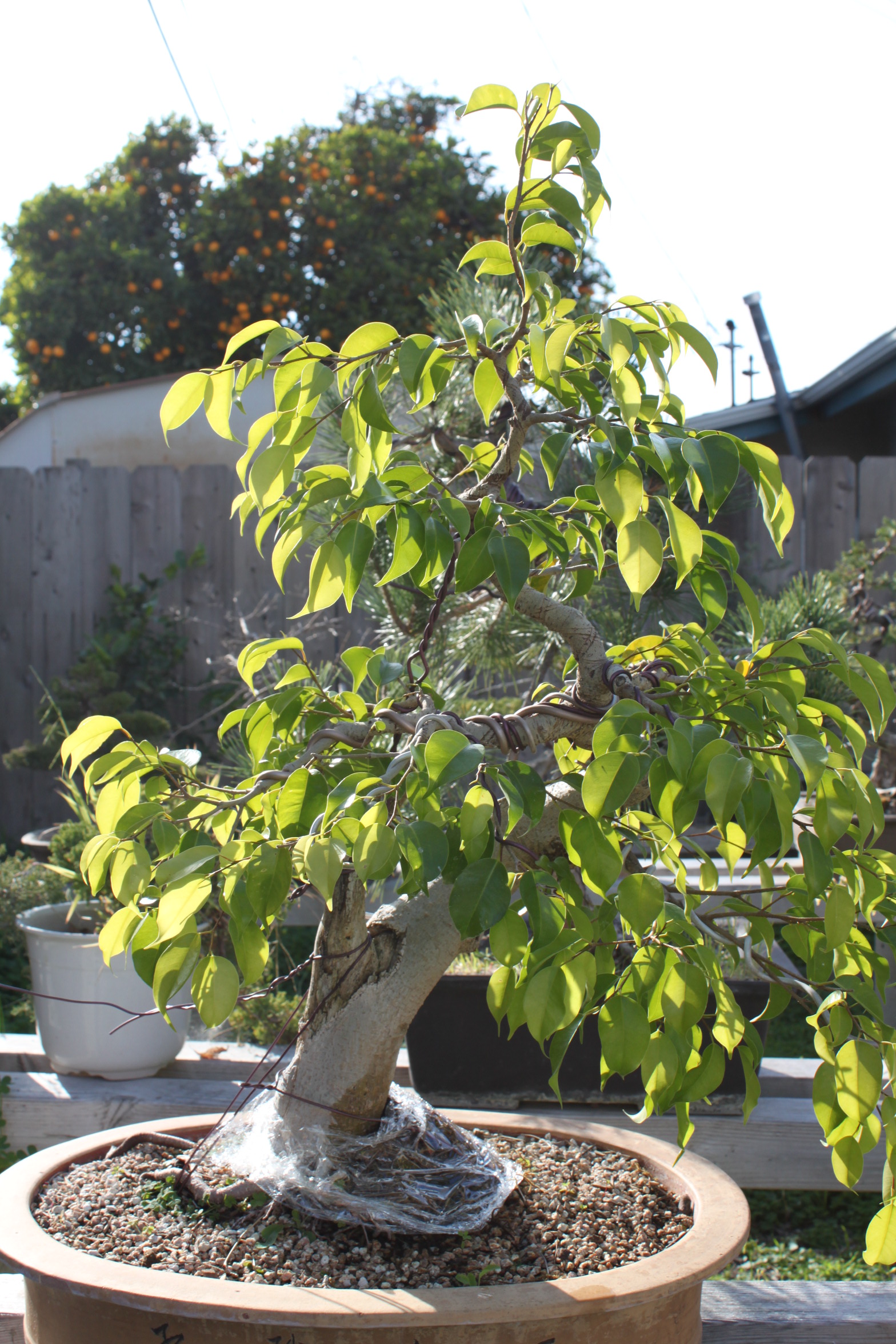 Ficus bonzaï 