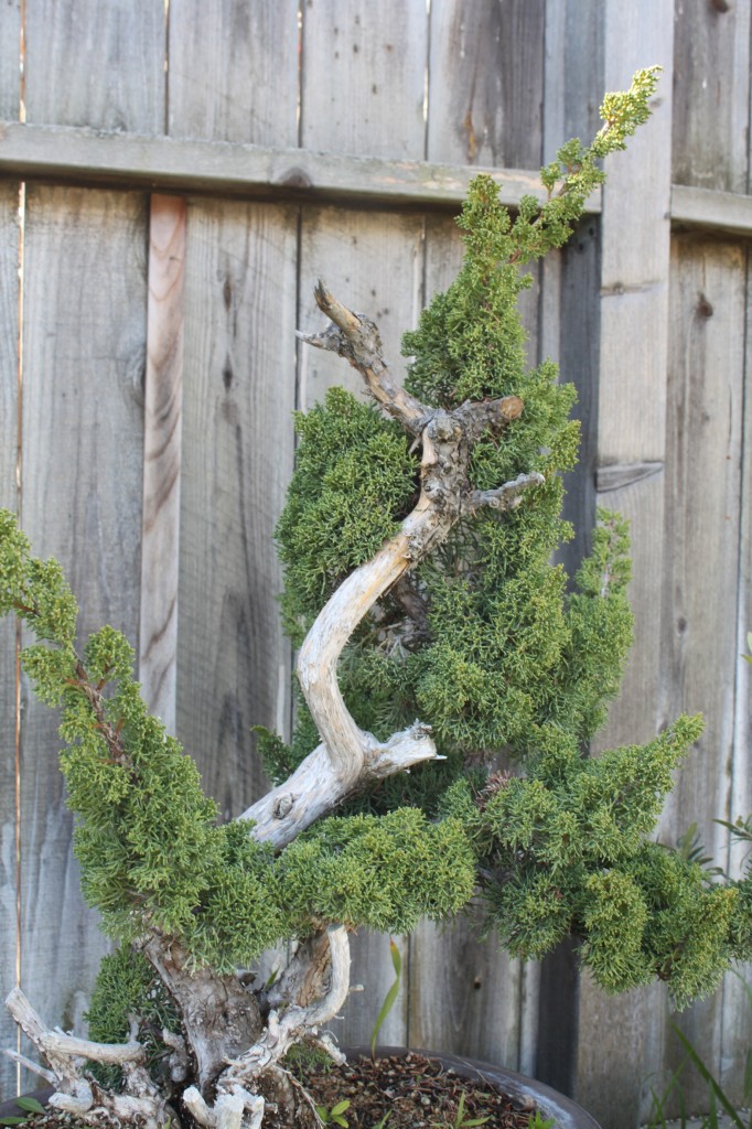 sargent juniper bonsai, shimpaku juniper bonsai