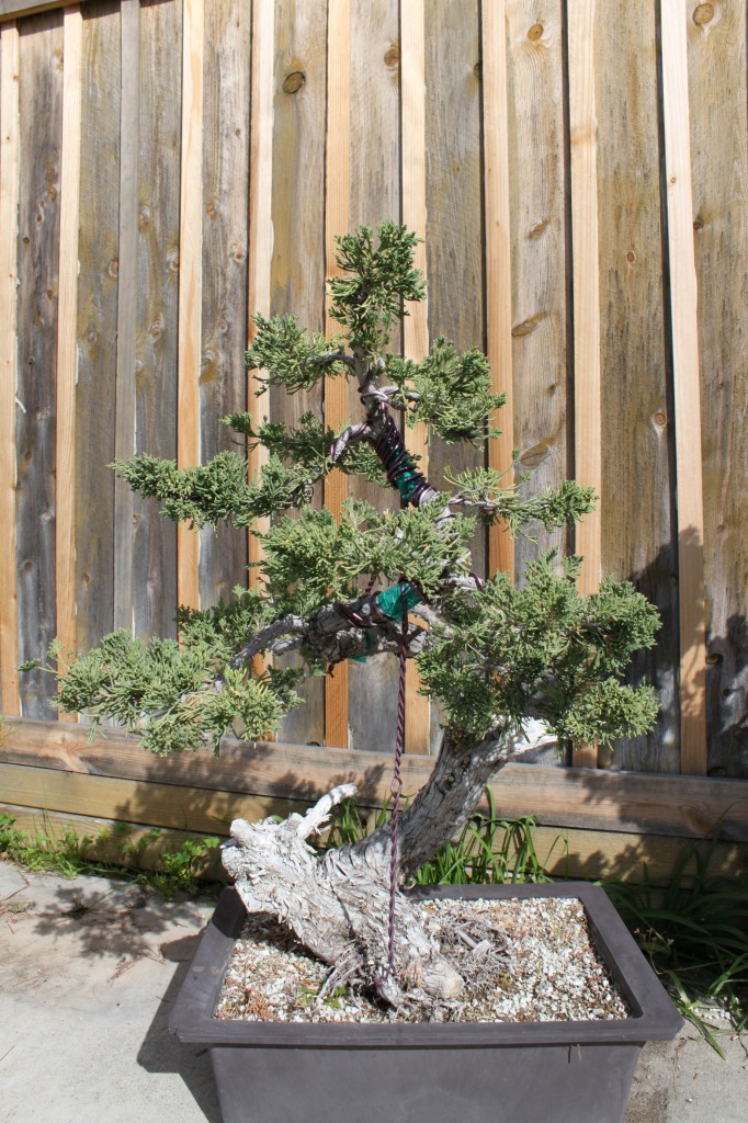 prostrata juniper bonsai