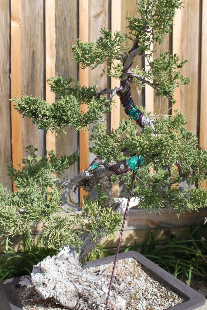 juniper bonsai