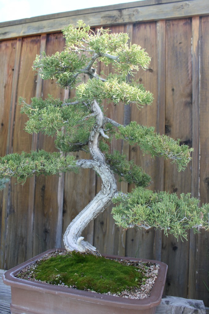 prostrata juniper bonsai