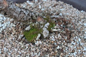 bonsai soil