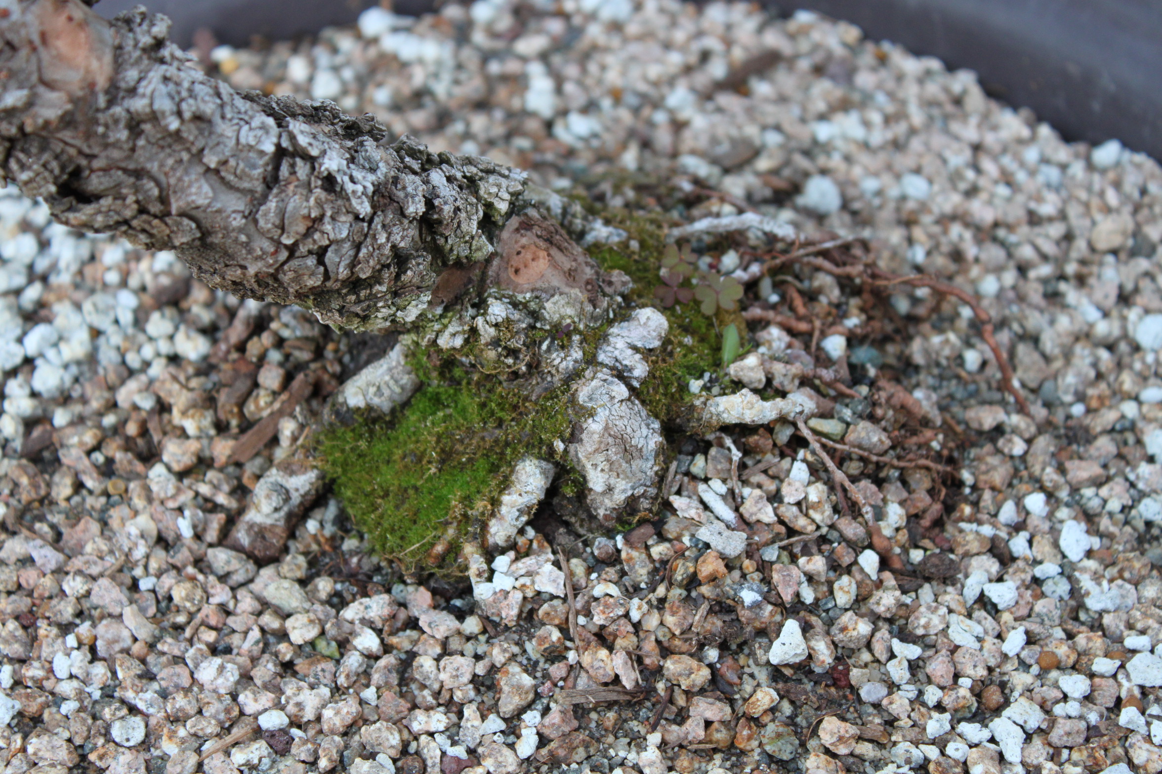 Bonsai Soil