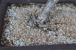 bonsai soil