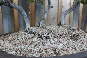 bonsai soil