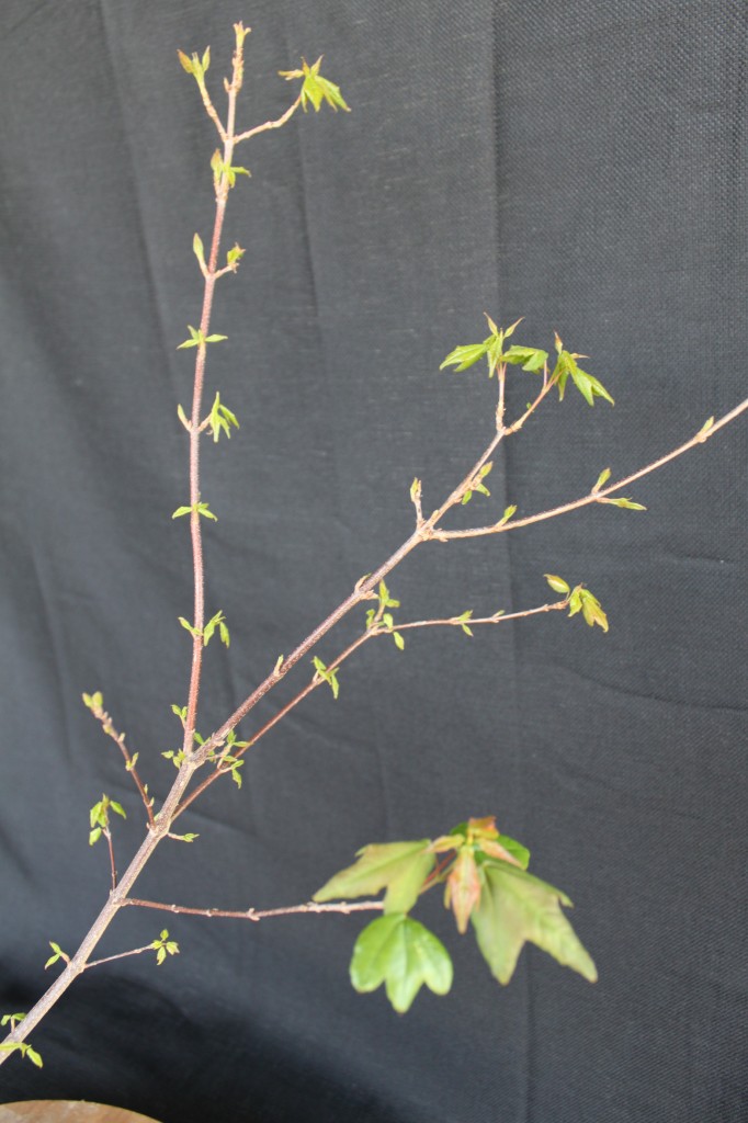 trident maple