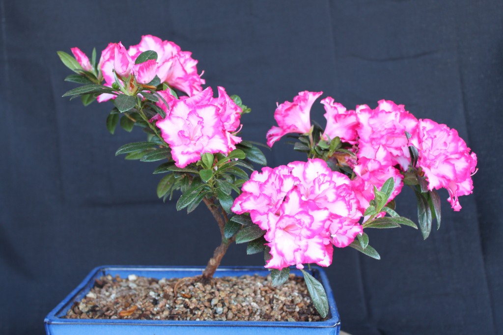 Azalea Bonsai