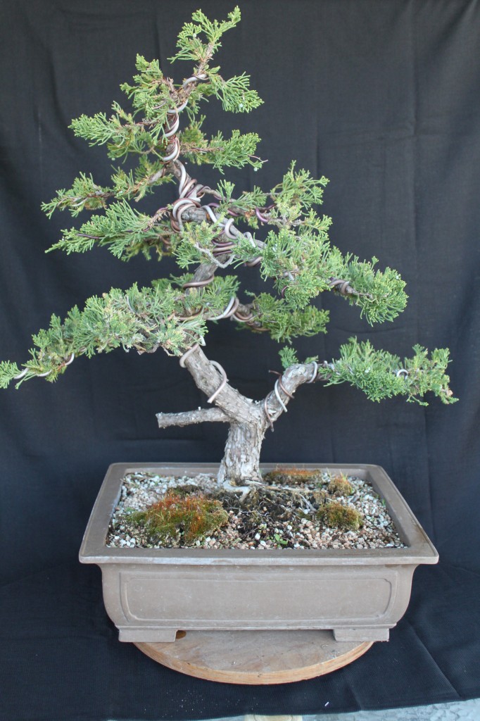 juniper bonsai