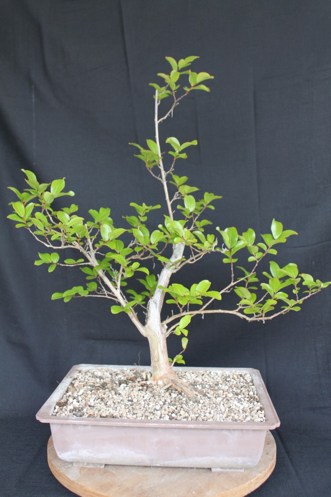 crape myrtle bonsai