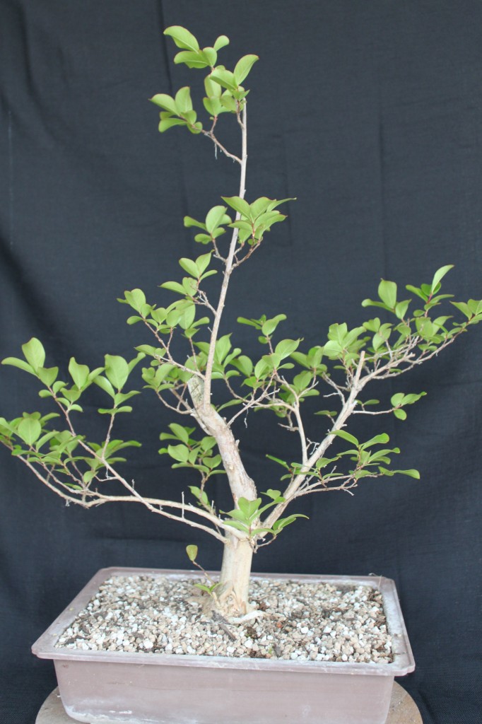 crape myrtle bonsai