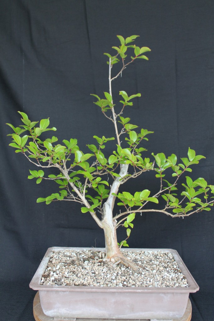 crape myrtle bonsai