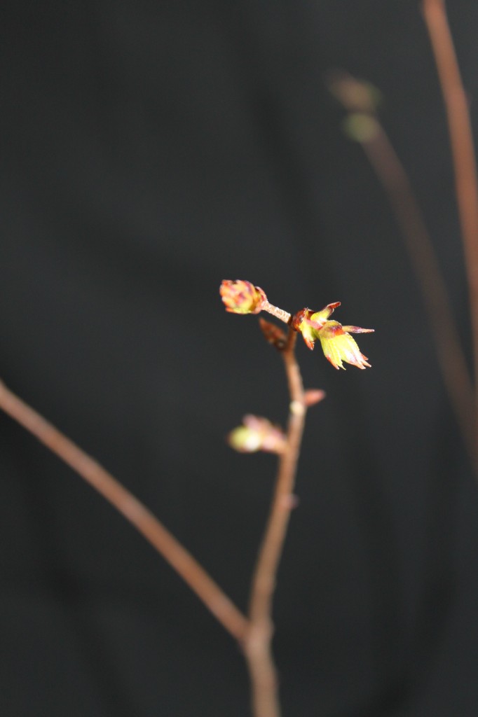 zelkova leaf buds