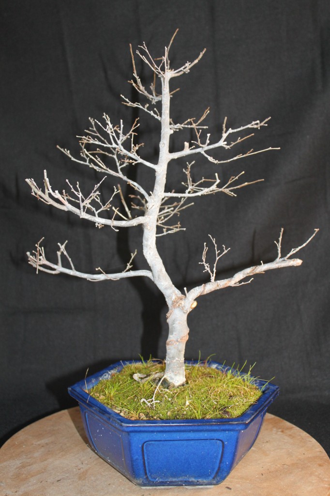 zelkova bonsai