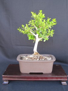 boxwood bonsai