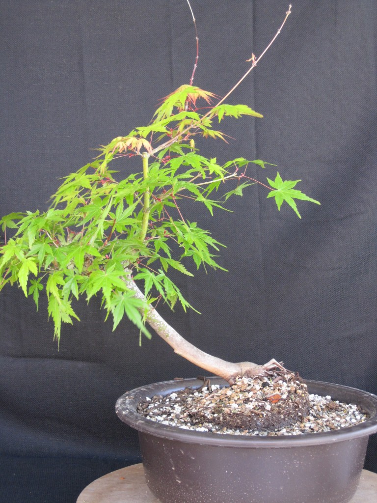 japanese maple bonsai