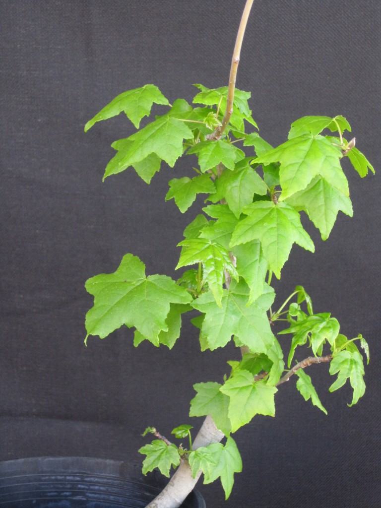 american liquidambar