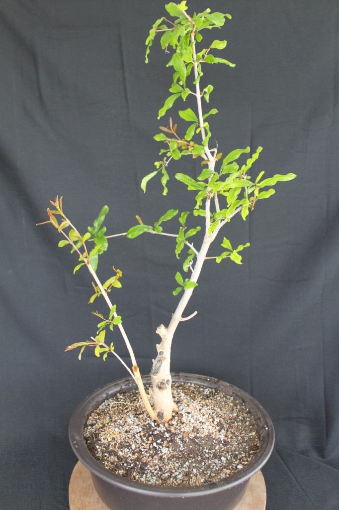 pomegranate bonsai