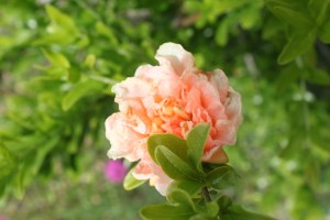 tanyosho pomegranate bloom