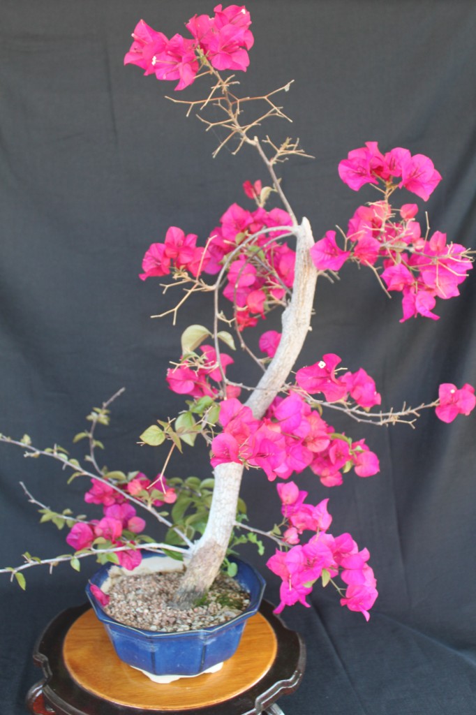 bougainvillea bonsai