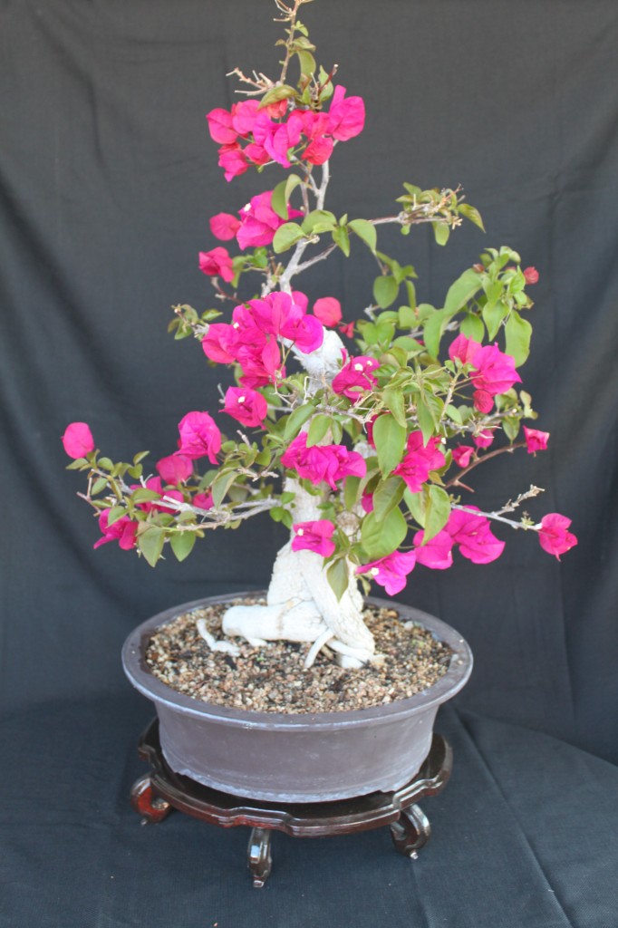 bougainvillea bonsai