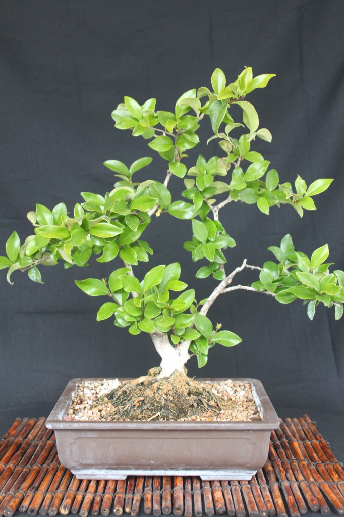 privet bonsai