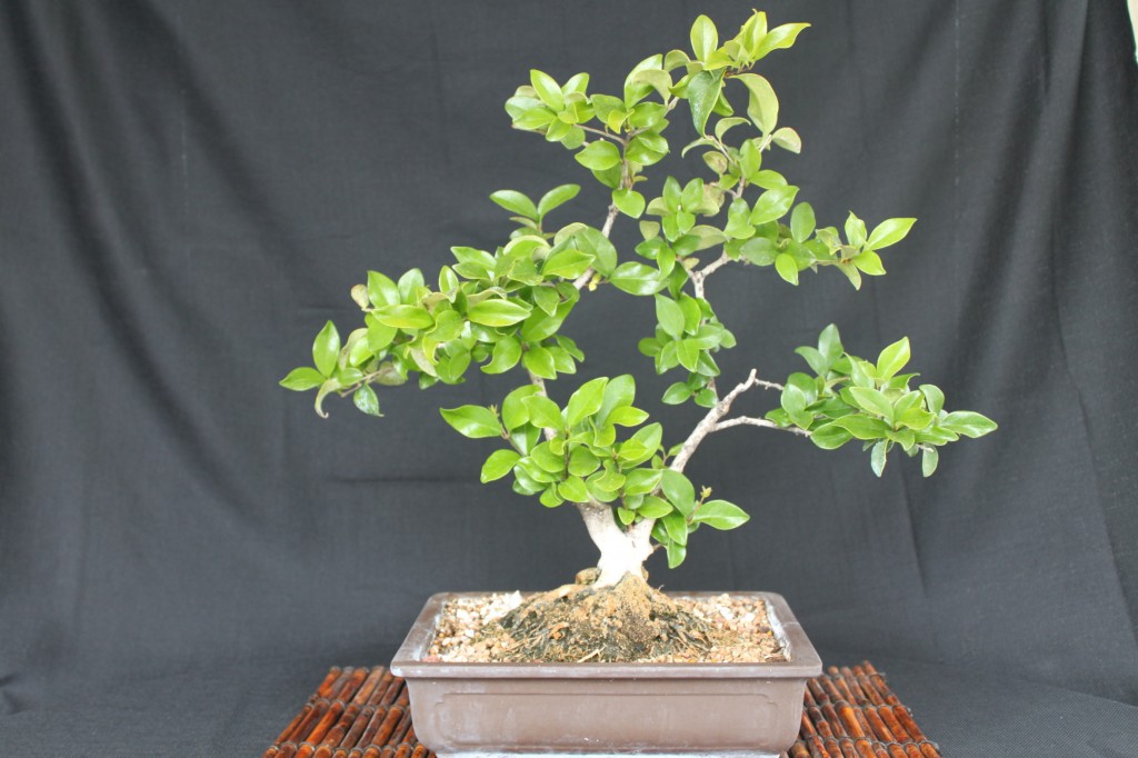 privet bonsai