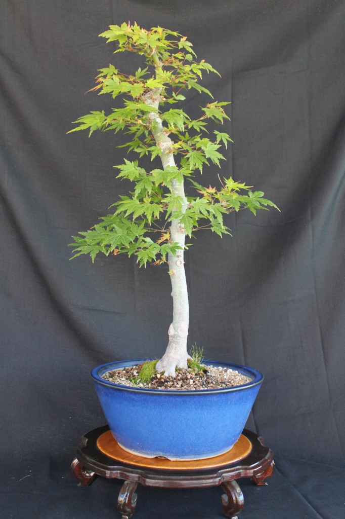 Japanese Maple Bonsai