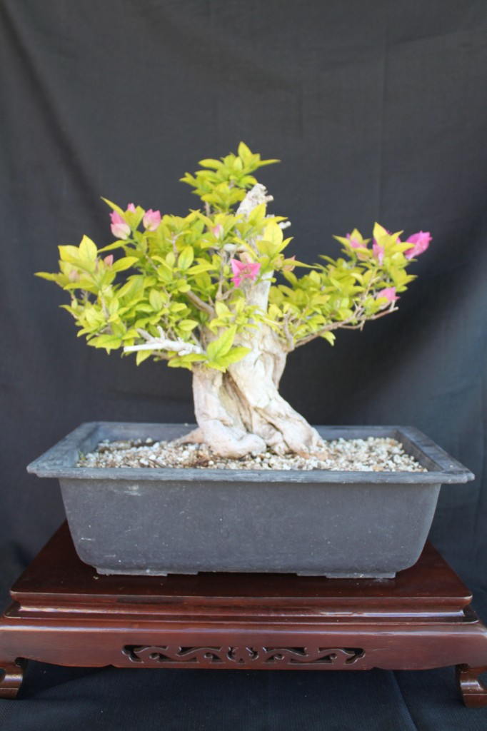 bougainvillea bonsai