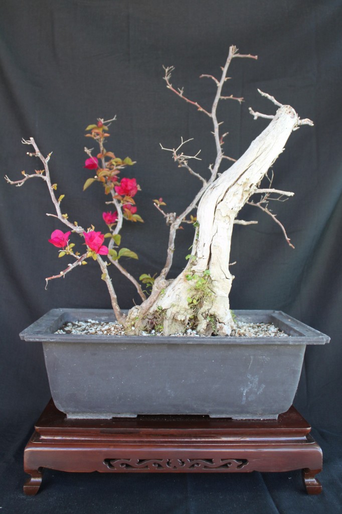 bougainvillea bonsai