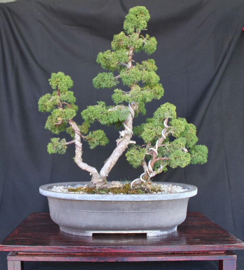 sargent juniper bonsai, shimpaku juniper bonsai