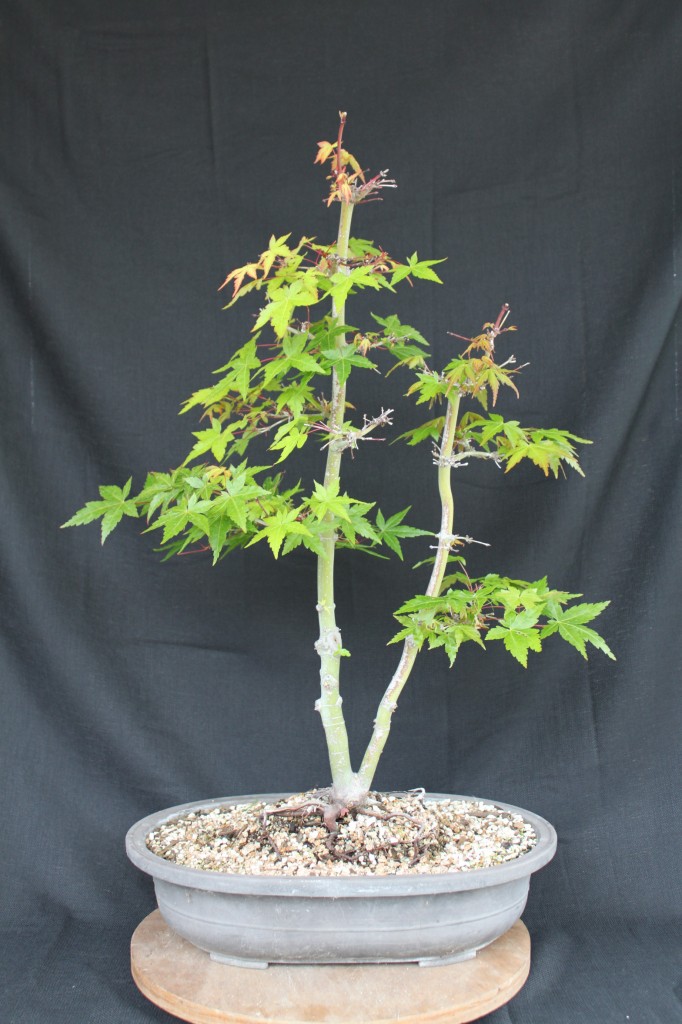 japanese maple bonsai