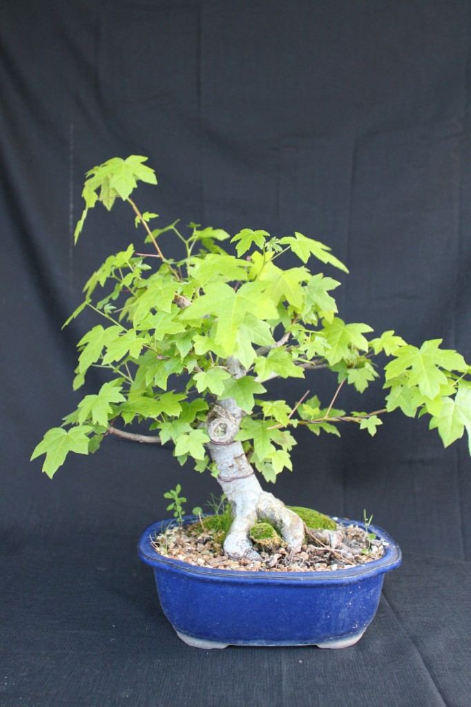 Liquidambar bonsai